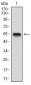 BDNF Antibody